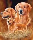 092723042191 Signature Collection Golden Retriever