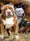092723042665 Unbranded Pit Bulls 50
