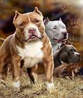 092723042917 Pitbulls Signature Collection Queen Size