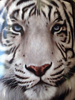 1htm070004013amz Northwest American Throws Heritage Collection White Face Tiger 087918066014