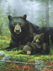 1htm080000003 Hautman Brothers Collection Naptime Bears Plush Raschel Throw 087918976276