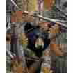 286725279604 Jq Signature Select Huntsman Camo