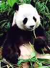 481031028902 Arctic Trail Panda Bear Raschel