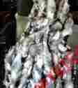 5x7brtb 5x7blkrabbit Throw Fur Accents Premium Faux Exotic Gray Rabbit Blanket Minky Lining 5 X 7 766150131239