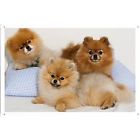 6427520597393 40x50 Blankets Funny Pomeranian