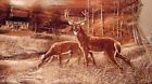 412703 742075371448 American Classics Lifestyles Nwt The Rug Barn Deer In Woods