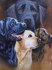 753807474085 Signature Collection Labrador Retriever