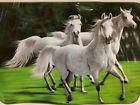 818314009554 Bfo Horses Running Field