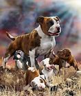 B01mriqssx Signature Collection Pits And Puppies Mink Plush Rashel 092723044614