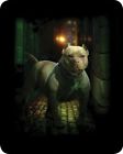 Bd5375-2 Regal Comfort Pit Bull 799928160797