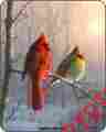 Cardinal5264 Northwest Company 79 X 96 Queen Size Winter Cardinal Mink Blanket Super Plush-free Ship