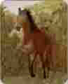 Db935 Regal Comfort Trotting Horse Heavy Queen Fleece Poly Mink Faux Fur Luxury Bed 79 X 96 Blanket 700112570049