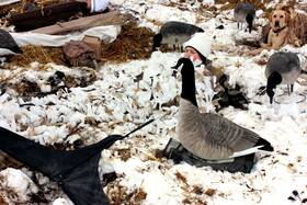 401189 Doa Decoys New 3d Concealment Snow Blanket In Camouflage Colors