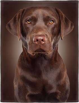 Hommomh 696593218597 Chocolate Lab Blanket Brown Labrador Dog Print Soft Fluffy Fleece Thro