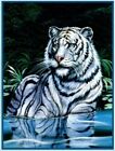 Jpi-sig-wading-white-tiger Ben And Jonah Royal 042256230701