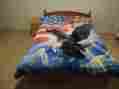Q937 Royal Eagle W Flag Queen Size Mink Style Blanket