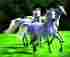 Q955 Queen Royal White Running Horses Mink Style Size Soft Warm Designed Blanket