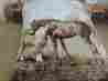 Q981 Royal Horse Mom And Son Queen Size Mink Style Blanket Soft Luxurious
