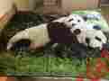 Q984 Royal Pandas Queen Size Mink Style Soft And Warm Blanket