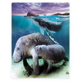 Sxchen 604791821305 Plush Sofa Bed Throw Blanket Whales Manatees Pirates Ocean 60 Inch X80