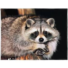 Yisumei 427520338576 60 Inch X 80 Blanket Comfort Warmth Soft Plush Throw For Couch Cute Raccoon Sitt