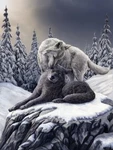 New Snow Kisses Wolf Wolves Plush Throw Gift Blanket Sherpa Lisa Parker Soft Nip. Fixed Price $23.18.