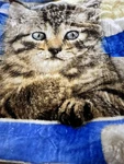 Kitten Throw Blanket In Cup 100% Recycled Material 50X60 Large Kitty. Fixed Price $25.00.