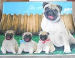 New Soft Family Pugs Fleece Throw Gift Blanket Puppy Dog Breed Lover Tan Nip. Fixed Price $17.63.