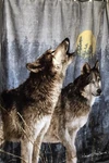 Northwest James Hautman Blanket Throw Wolves Howling At The Moon 60X48 Fleece. Fixed Price $38.00.