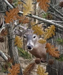 8LB Heavyweight Soft Queen Blanket, Officially Licensed, Camo Deer Hunting. Fixed Price $99.99.