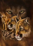 8LB Heavyweight Soft Queen Blanket, Officially Licensed, Animals Cougars Throw. Fixed Price $99.99.