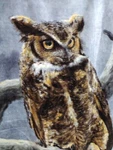 The Northwest Company Owl "supermoon" Plush Throw Blanket 48X60 JN1. Fixed Price $11.99.