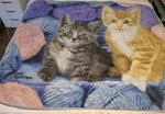 Cat Kitty Yarn Blanket Northwest By Greg Cuddiford Large 47" X 58". Fixed Price $26.88.