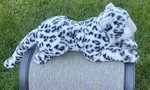 Aurora Snow Leopard Plush Large Stuffed Animal 28" Super Flopsie Realistic. Fixed Price $40.00.