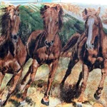Northwest Spring Run Horse Blanket. Fixed Price $22.00.