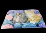 Greg Cuddiford Northwest Blanket Throw Two Kittens With Wool 50" X 60" Colorful. Fixed Price $21.99.