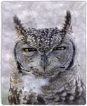 Sherpa Fleece Throw Owl Print Pattern, Lightweight Hypoallergenic Bed Or Couch. Fixed Price $44.99.