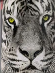 Arctic Trail Wildlife Tiger Blanket/plush Throw Multicolor 50 In. X 60. Fixed Price $25.47.