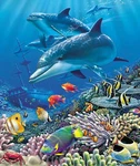 Plush Queen Size Dolphin & Fish Blanket - Extremely Soft Shipwreck. Fixed Price $59.99.
