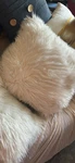 Thro Mangolian Faux Fur Shaggy Pillow White 24" And 14. Fixed Price $30.00.