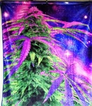 Marijuana Leaf Leaves Cosmic Weed Space Stars Queen Size Blanket. Fixed Price $60.05.
