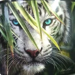 Tiger Heartland Everwild Plush Throw Blanket 50" 60" New Father's Day. Fixed Price $14.98.